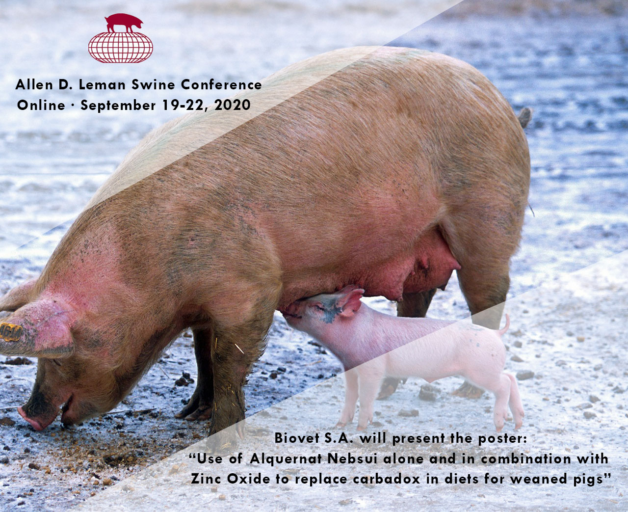 Alquernat Nebsui para controlar las diarreas post-destete, póster en Allen D. Leman Swine Conference