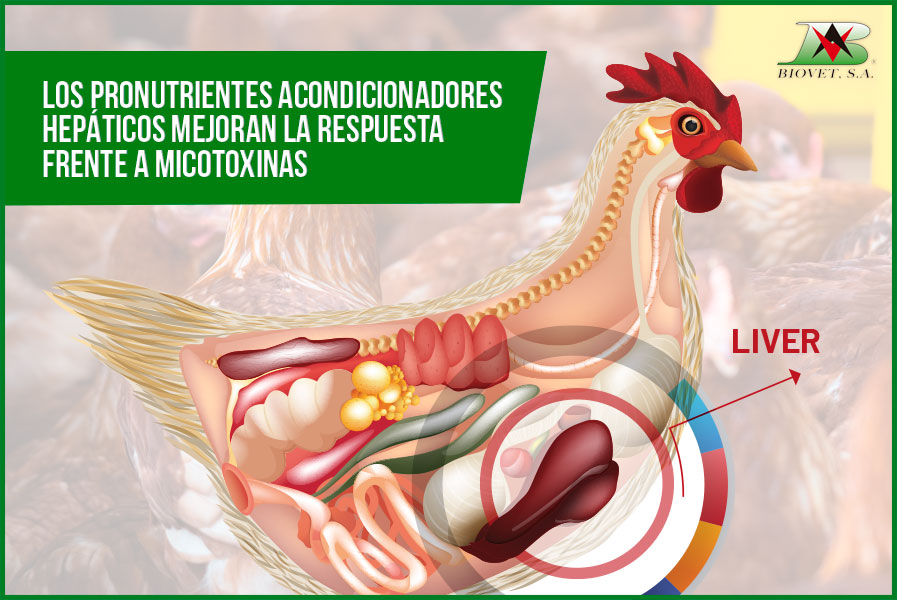 Los pronutrientes acondicionadores hepáticos mejoran la respuesta frente a micotoxinas