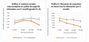 Soluciones naturales para la prevención de la coccidiosis aviar
