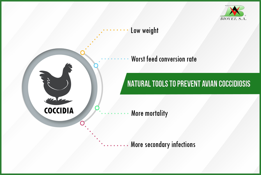 NATURAL TOOLS TO PREVENT AVIAN COCCIDIOSIS