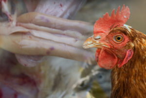 Nuevos avances para el control de la infección mixta por Eimeria y Clostridium