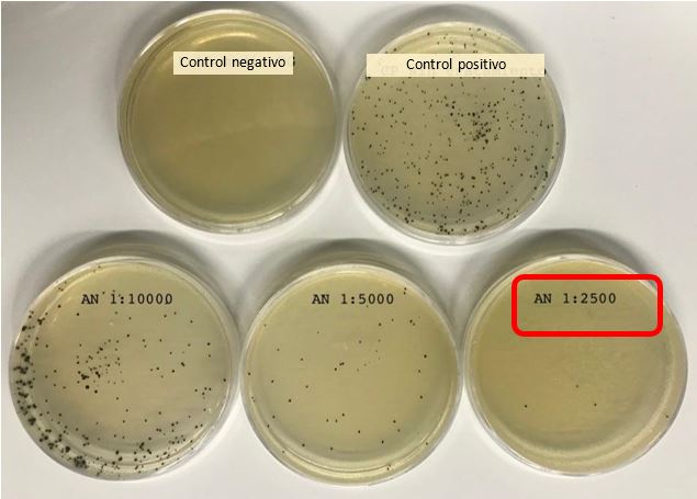 Reducción de las colonias de Clostridium perfringens por acción del anillo cimenol en placas de cultivo