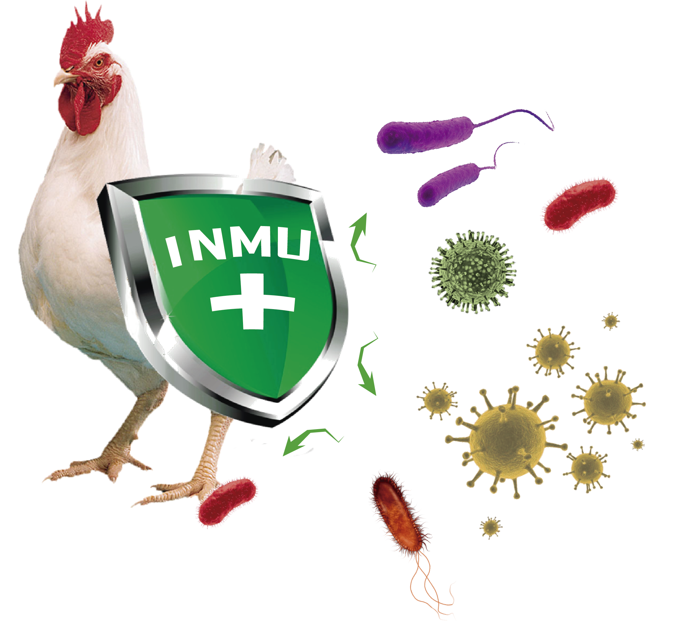 Technonews: Uso de pronutrientes inmunestimulantes en avicultura