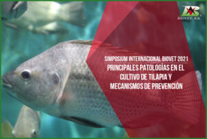Production of tilapia: main pathologies and prevention