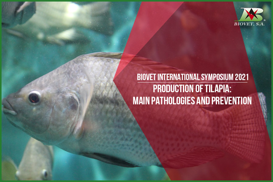 Production of tilapia main pathologies and prevention