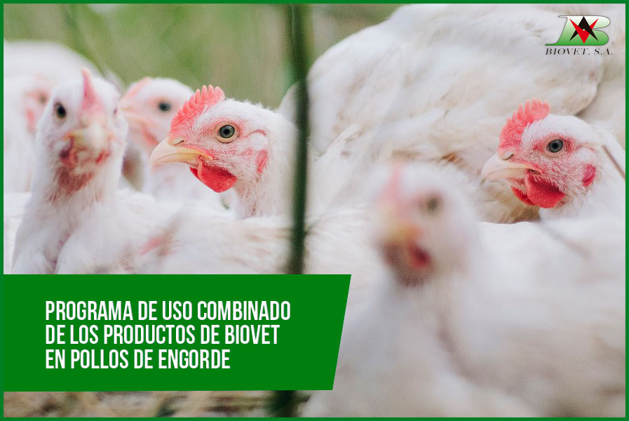 Combined use of Biovet’s products in broiler chickens