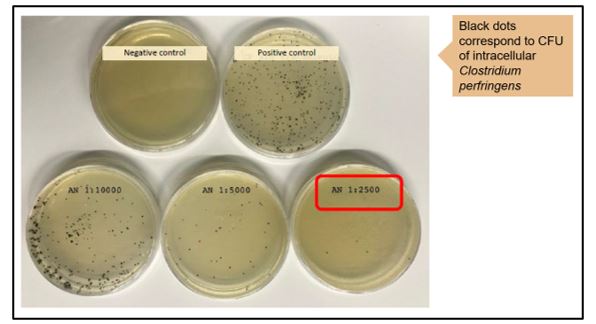 Results in culture plates with different concentrations of Alquermold Natural (AN) against Salmonella