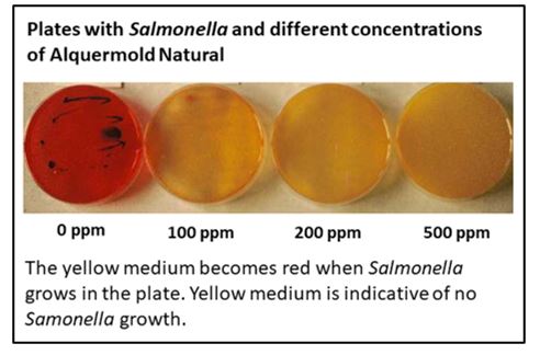 Results in culture plates with different concentrations of Alquermold Natural against Salmonella