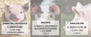 Improvement of the efficiency of pig production with intestinal conditioner pronutrients
