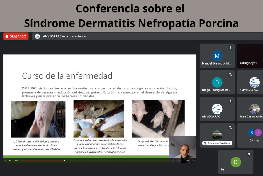 Conferencia sobre el Síndrome Dermatitis Nefropatía porcina