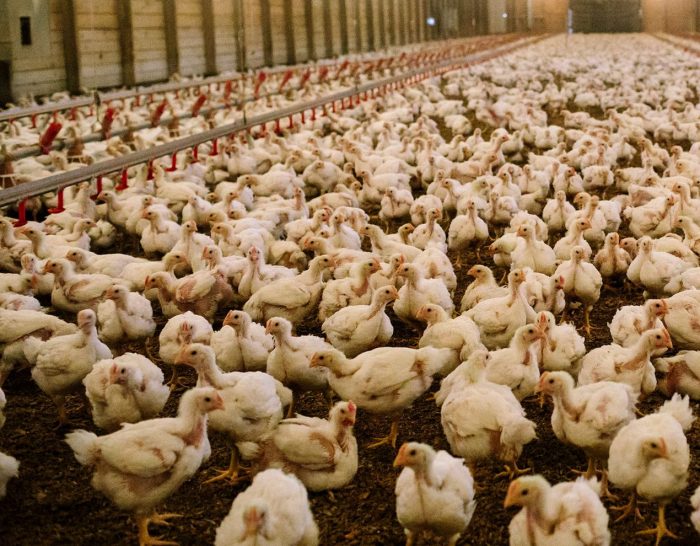 Effect of Alquernat Immuplus in broilers after vaccination against Newcastle virus (NDV)