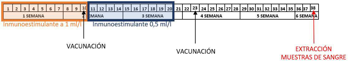 Distribución del ensayo