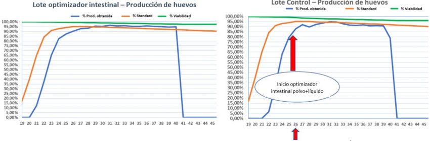 Effect of an intestinal optimizer in laying hens