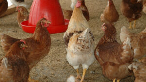 Visitas técnico-comerciales en Estados Unidos