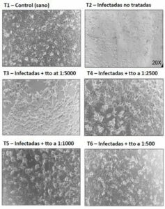 Cimenol ring to prevent the invasion of enterocytes by porcine epidemic diarrhoea virus (PEDV)