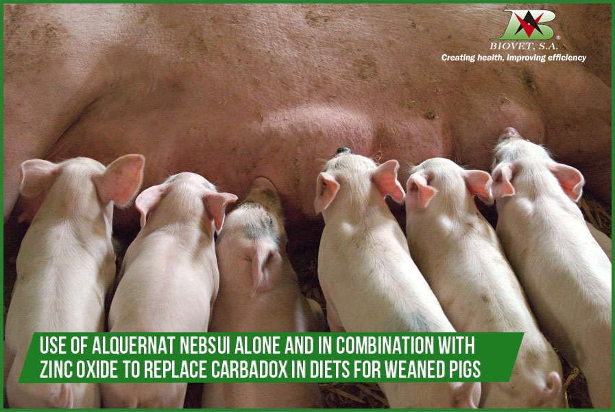 Use of Alquernat Nebsui alone and in combination with zinc oxide to replace carbadox in diets for weaned pigs
