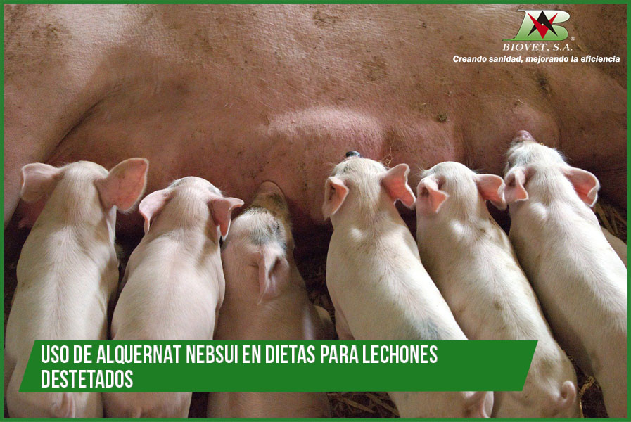Use of Alquernat Nebsui alone and in combination with zinc oxide to replace carbadox in diets for weaned pigs