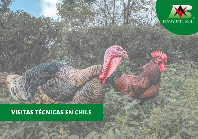 Technical visits in Chile