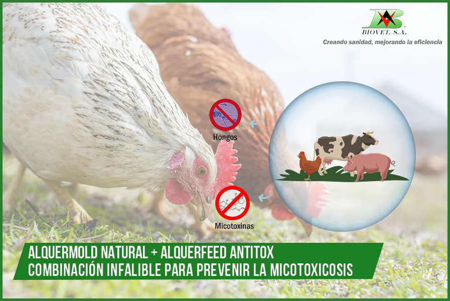 Alquermold Natural y Alquerfeed Antitox: combinación infalible para prevención de micotoxicosis