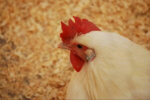 Conferencia en IPPE 2019: Alquermold Natural para tratamiento y prevención de la enteritis necrótica