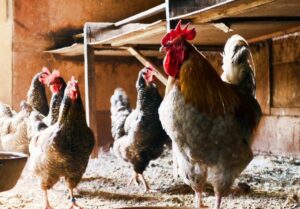 Biovet visita algunas de las principales empresas avícolas de Bolivia y Paraguay