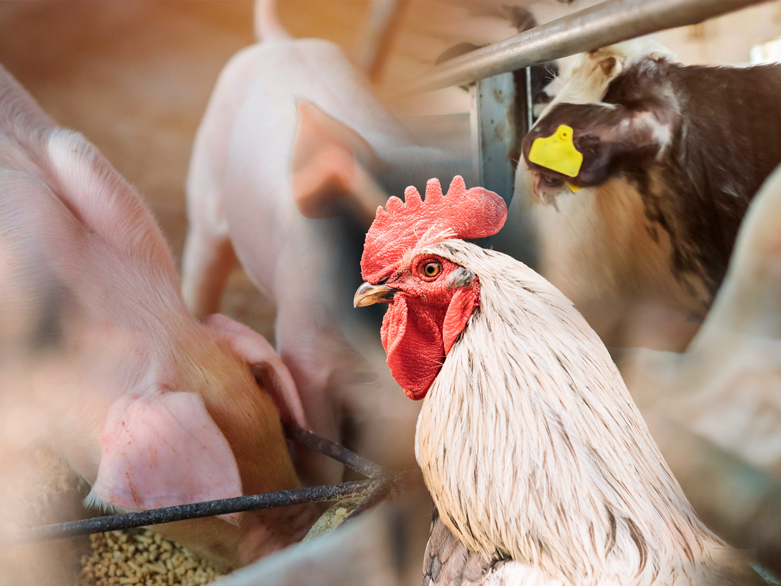Biovet visita importantes empresas avícolas, porcinas y de rumiantes de Bolivia y República Dominicana
