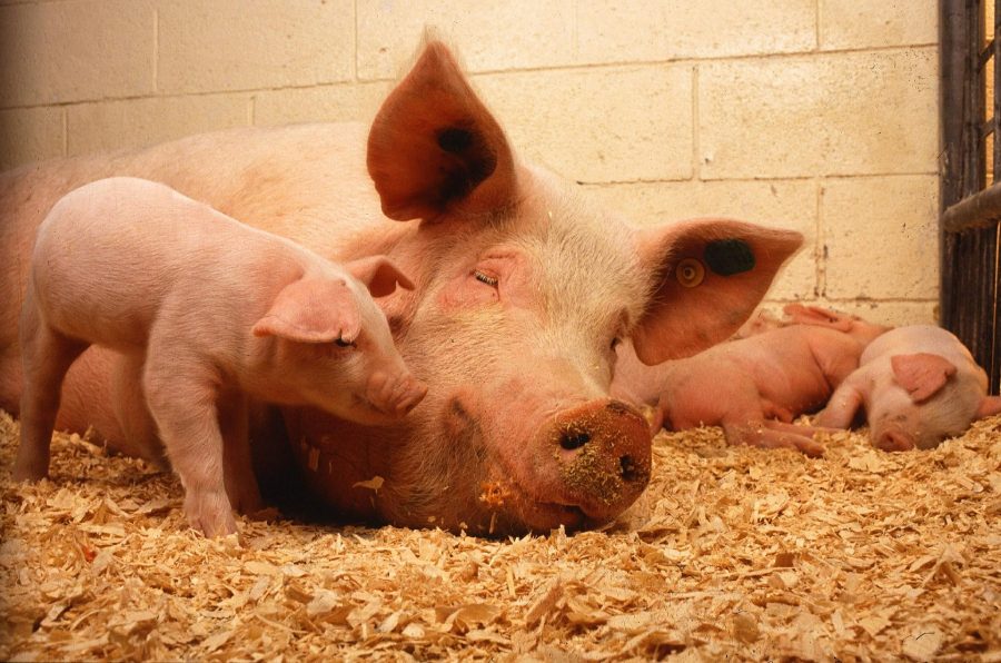 Study of the efficacy of liver conditioner pronutrients in pregnant sows and piglets