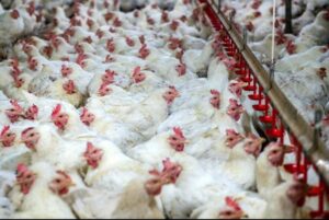 Biovet S.A. visita algunos de los mayores productores avícolas de Sudáfrica