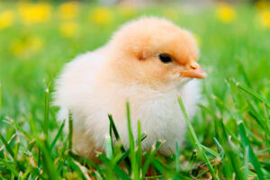 Efecto del empleo Alquernat Nebsui sobre los parámetros productivos y mortalidad en broilers