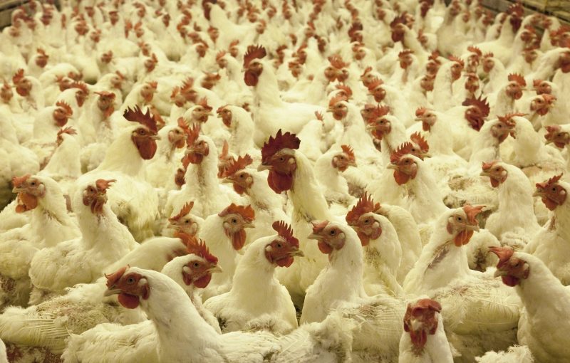 Improvement of vaccines efficacy with immunobooster pronutrients in broilers