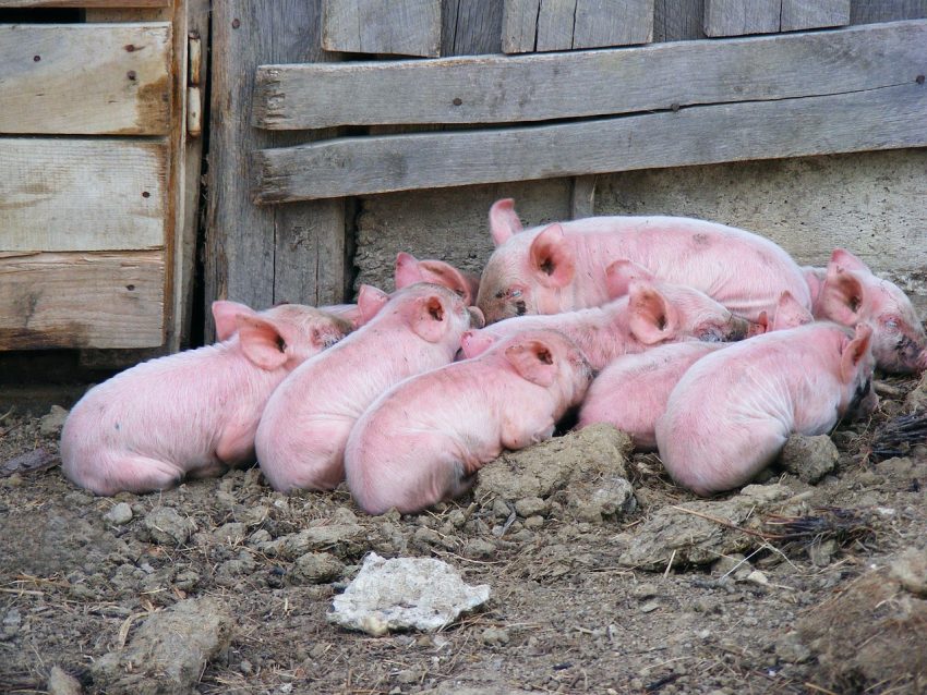 Efecto de un pronutriente inmunoestimulante en cerdos de engorde