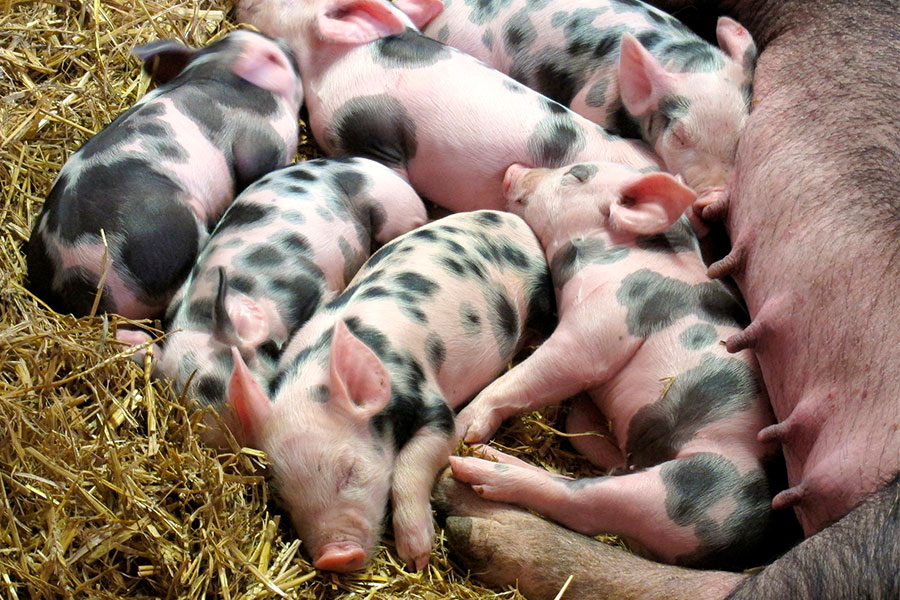 Effect of Alquernat Livol, hepatorregenerative pronutrients, on sows and piglets