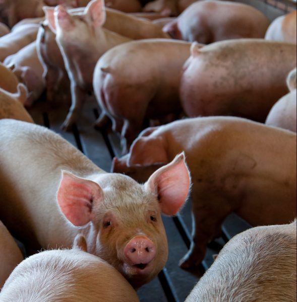 Effect of immunostimulant pronutrients in fattening pigs