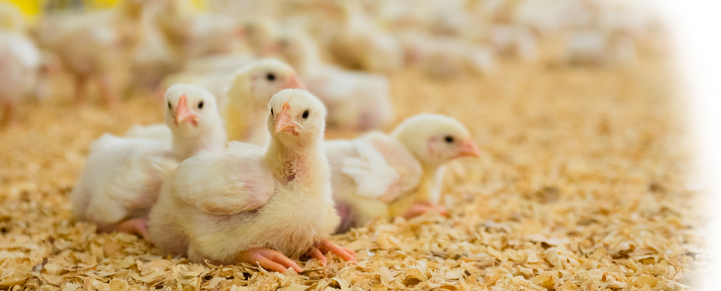 <b>Natural prevention</b> of <b>coccidiosis</b> and <b>necrotic enteritis</b> in broilers