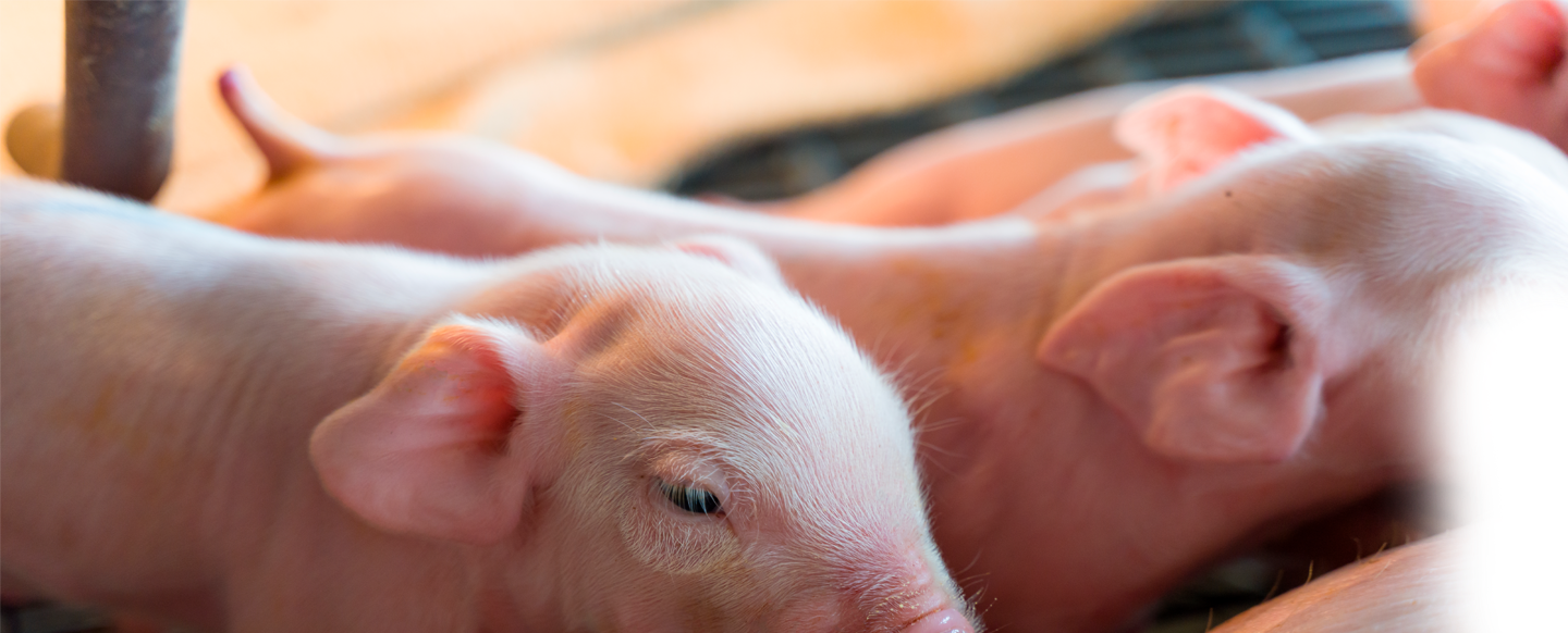 <b></noscript> Intestinal conditioning pronutrients </b> as a replacement for zinc oxide in post-weaning piglets