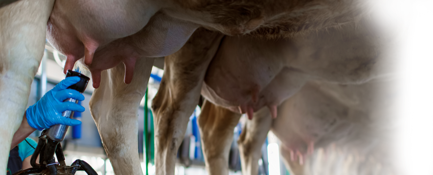 Estrategia efectiva <b></noscript> para mitigar la contaminación con aflatoxinas</b>  en vacas lecheras