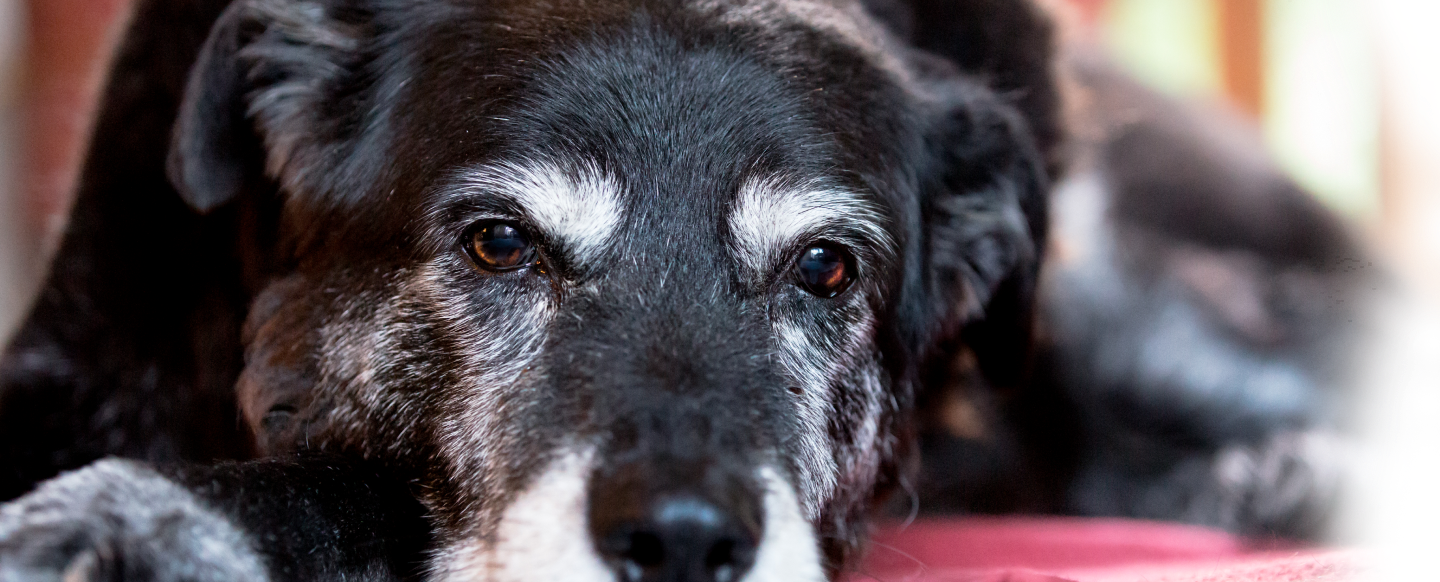 Maintain the <b>welfare of older dogs</b>