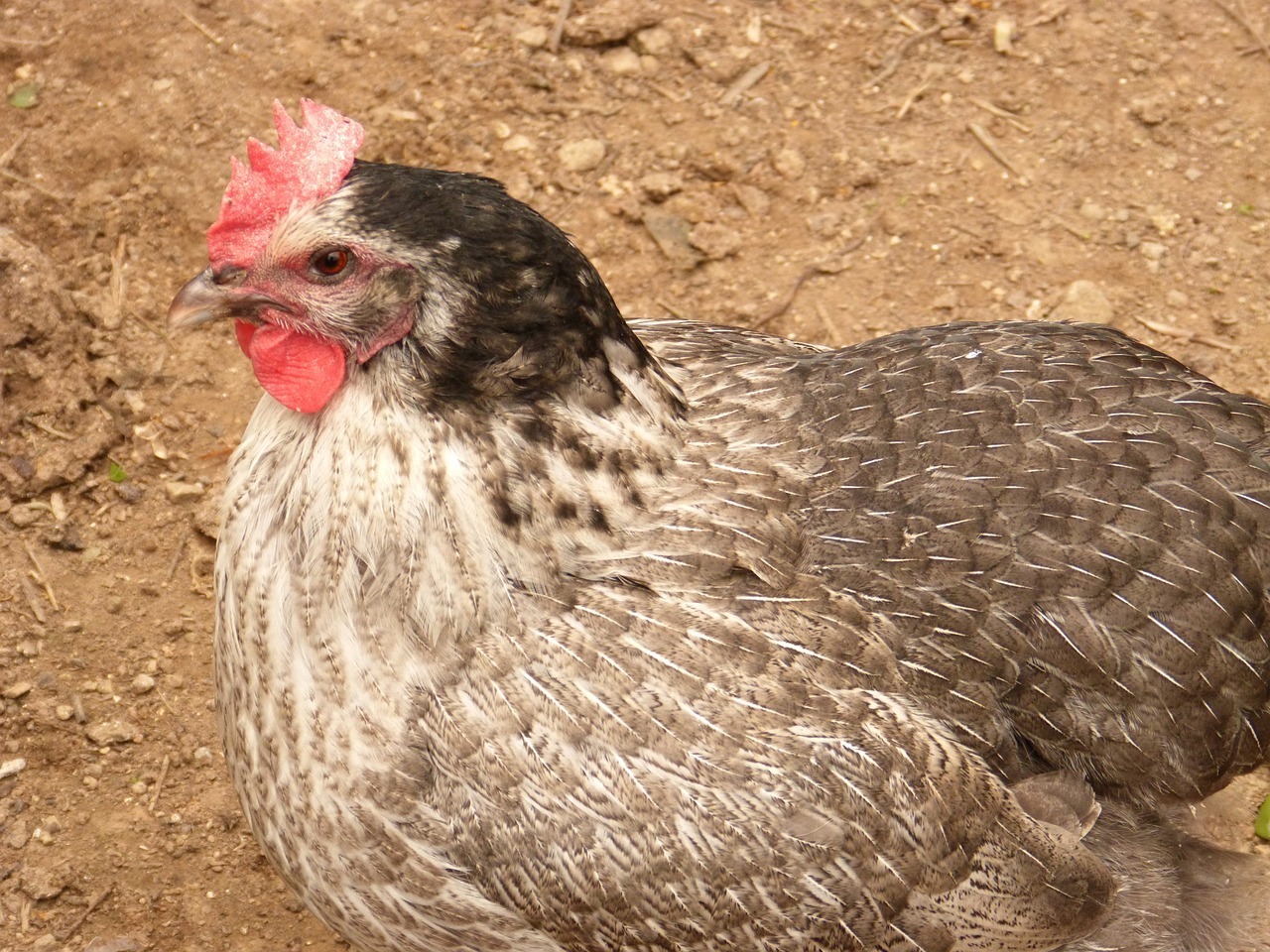 El Virus de la Bronquitis Infecciosa Aviar, conocido comúnmente como IBV, es una infección viral altamente contagiosa que afecta gravemente a las aves de corral, especialmente a los pollos, ponedoras y pavos.