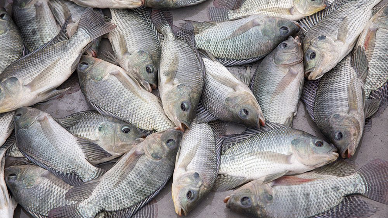 Elevated ammonia levels in aquaculture systems can cause a number of adverse effects, including physiological stress, gill damage, immune system suppression and, in extreme cases, mortality.