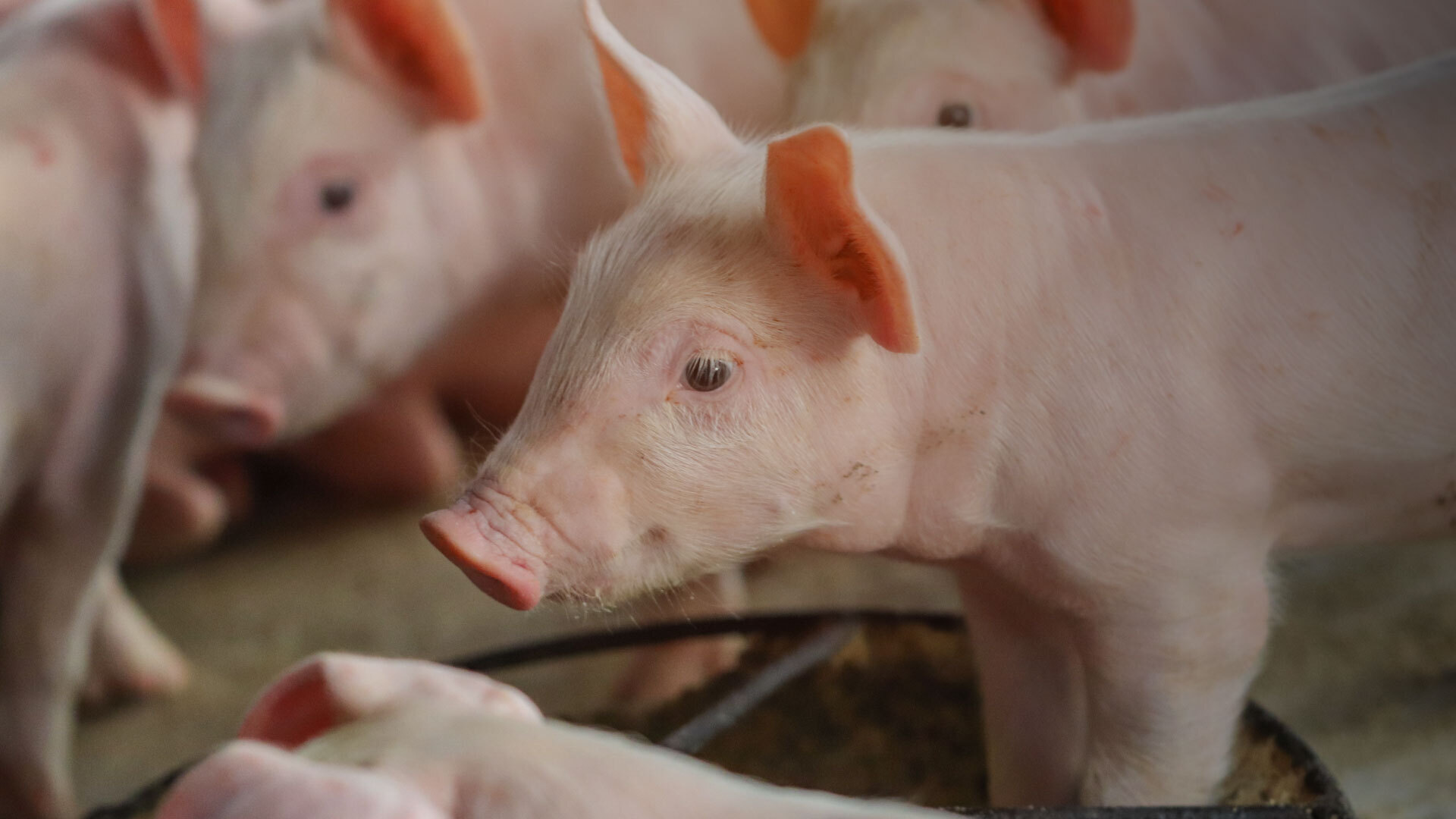 Neonatal porcine coccidiosis is a highly prevalent disease of great importance in intensive pig farming, due to its negative effects on the growth and development of piglets.