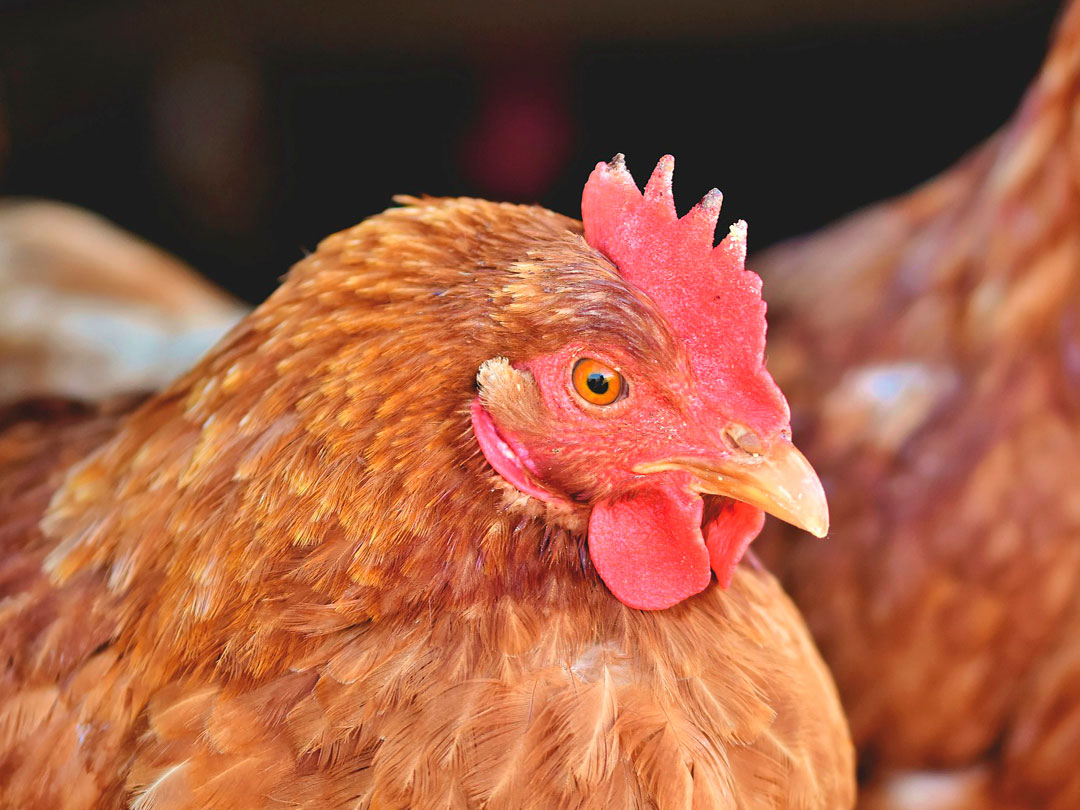 Los pronutrientes mejoran la producción de huevos y el bienestar intestinal en aves