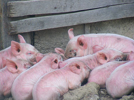 Alquernat Immuplus: an essential product to prevent swine influenza