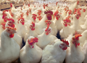 Incremento de la producción de huevos fértiles limpios con Alquernat Nebsui