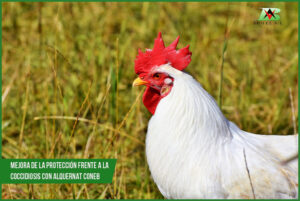 Improve the protection against coccidiosis with Alquernat Coneb