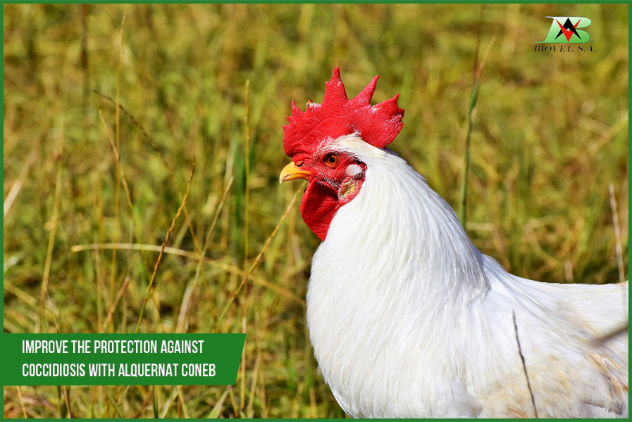 Improve the protection against coccidiosis with Alquernat Coneb