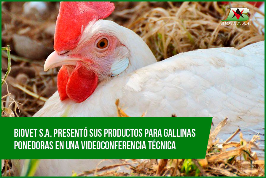 Biovet S.A. presented its products for laying hens in a technical videoconference