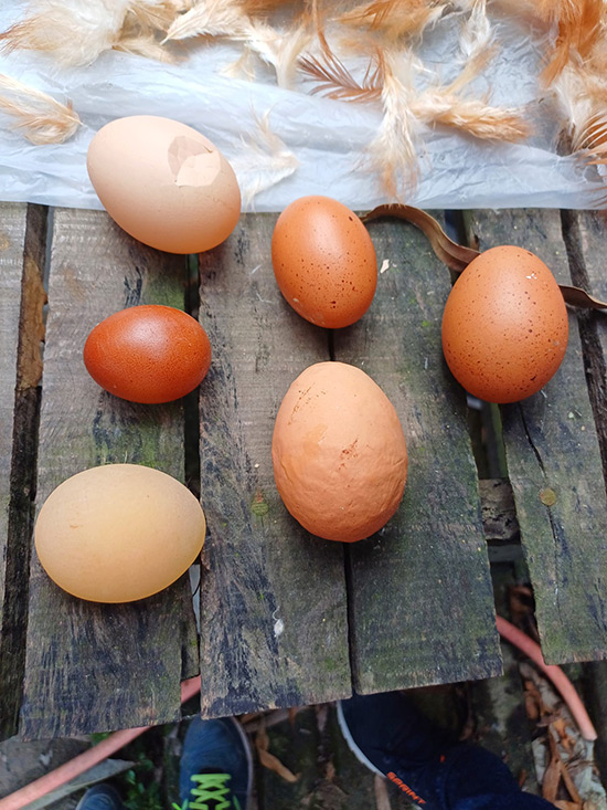 eggs with shell alterations were observed, such as eggs without shell, irregular, asymmetrical and wrinkled eggs