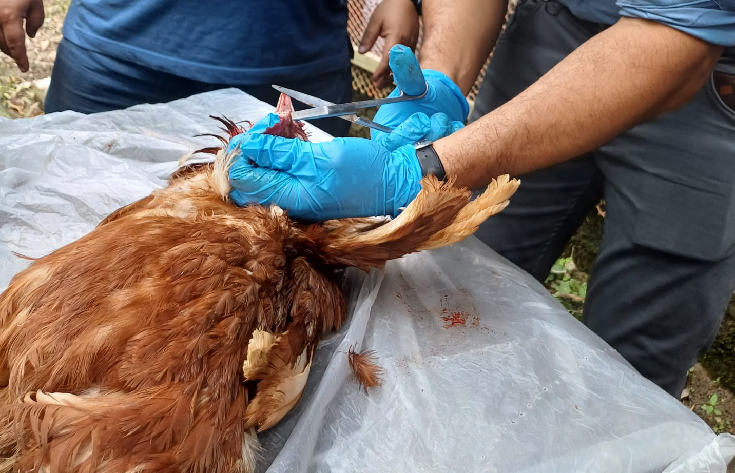 Biovet S.A. visita granjas en Bangladesh