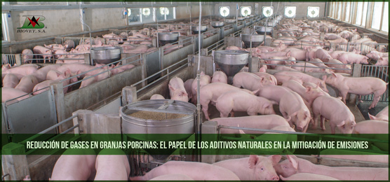 Reducción de gases en granjas porcinas: el papel de los aditivos naturales en la mitigación de emisiones