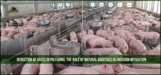 Reduction of gases in pig farms: the role of natural additives in emission mitigation